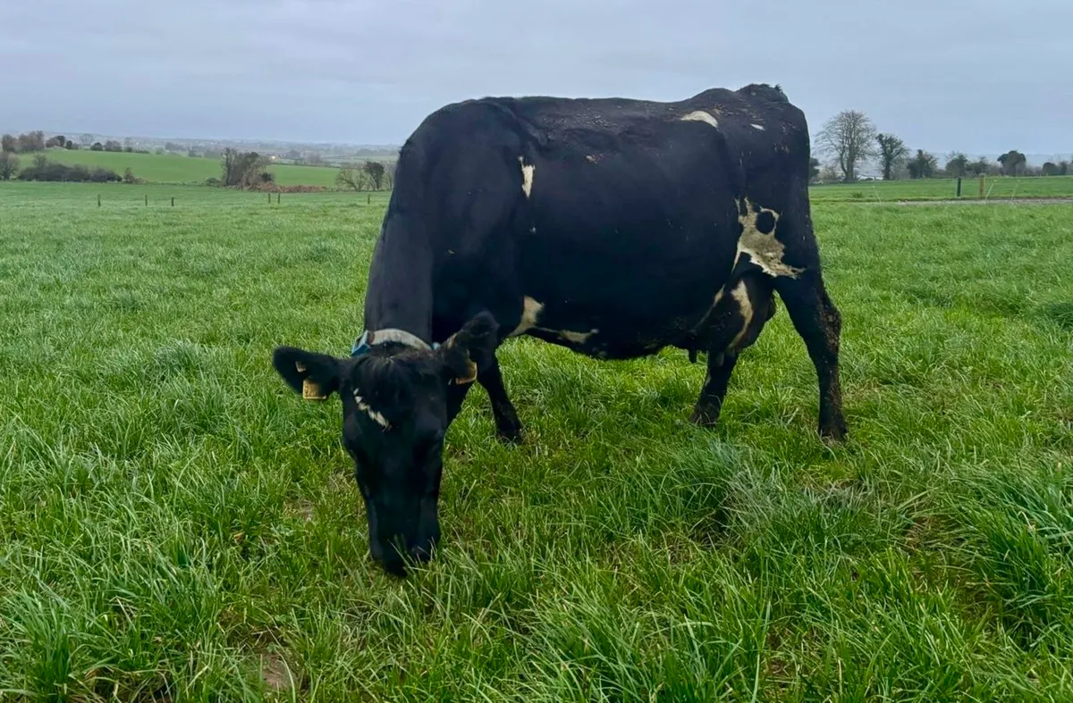April Early May Calvers Still Milking - Image 2