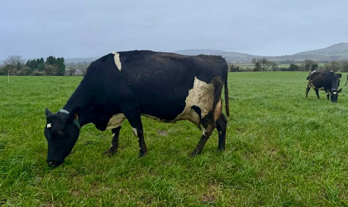 April Early May Calvers Still Milking - Image 3