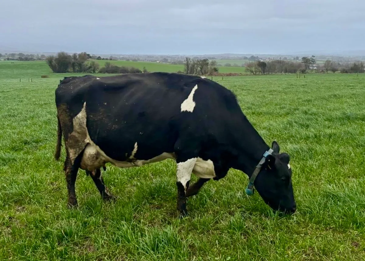 April Early May Calvers Still Milking - Image 4