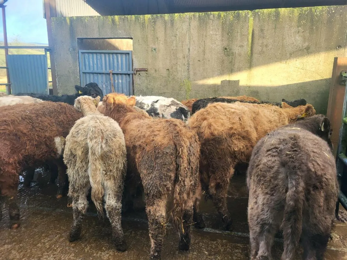 20 heifers - Image 2