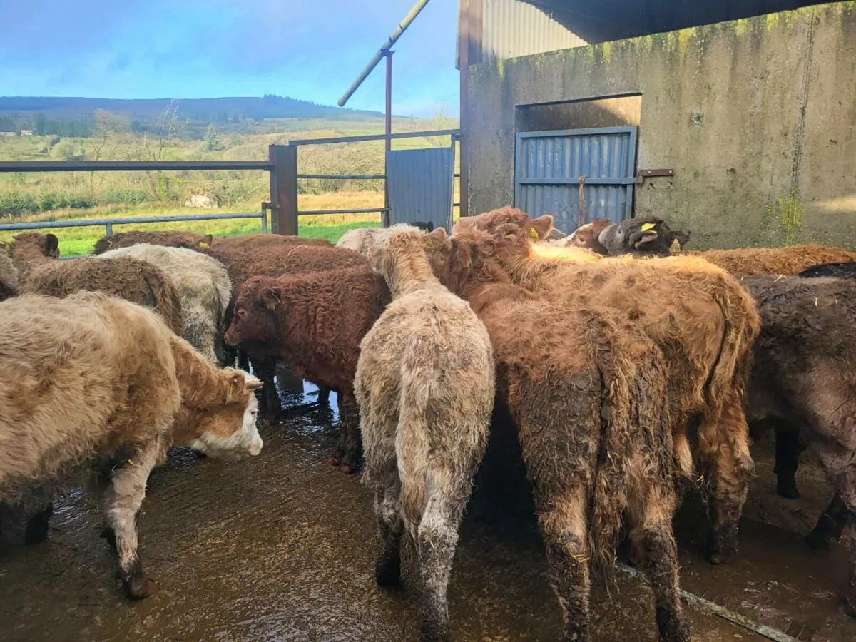 20 heifers - Image 3