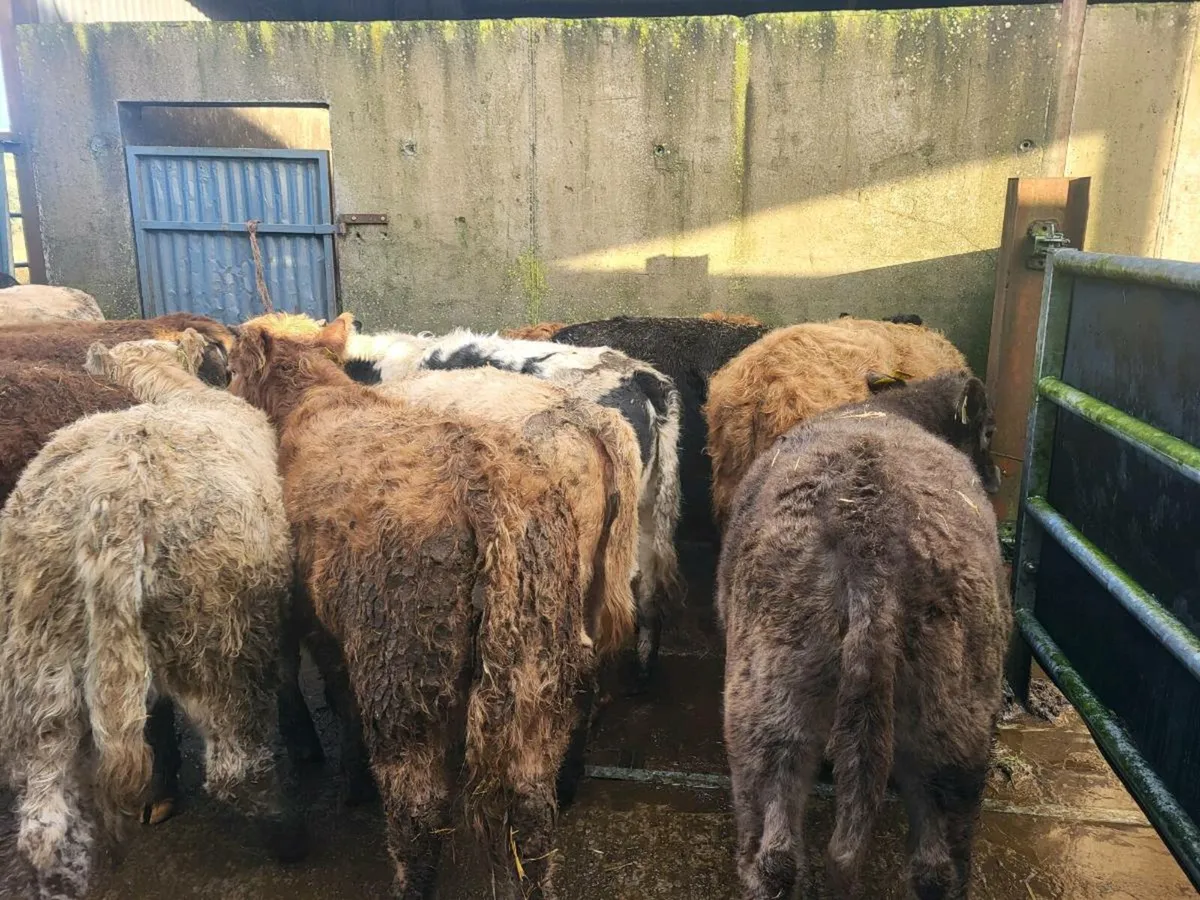 20 heifers - Image 4