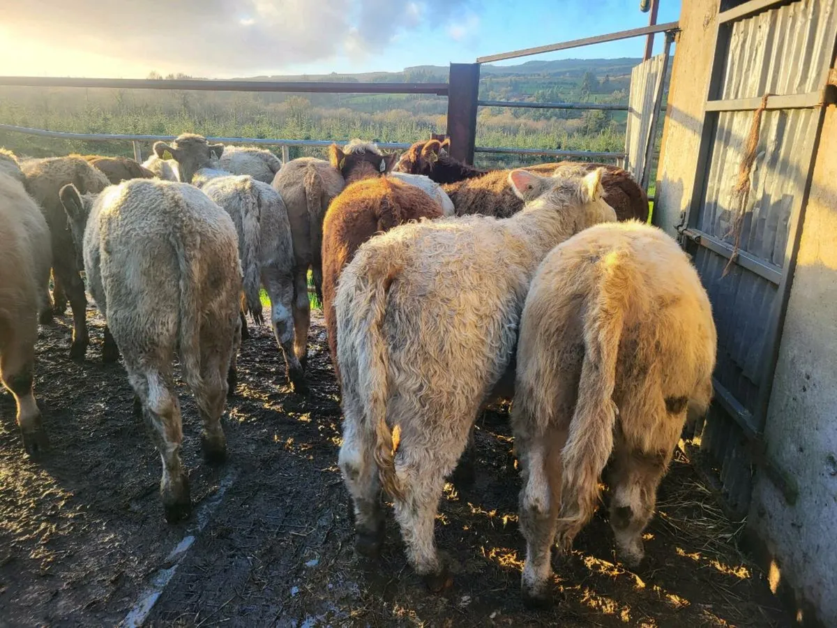 20 heifers - Image 1