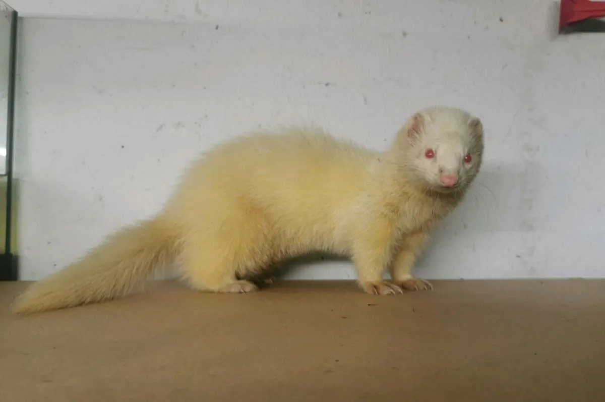 Female ferret - Image 1