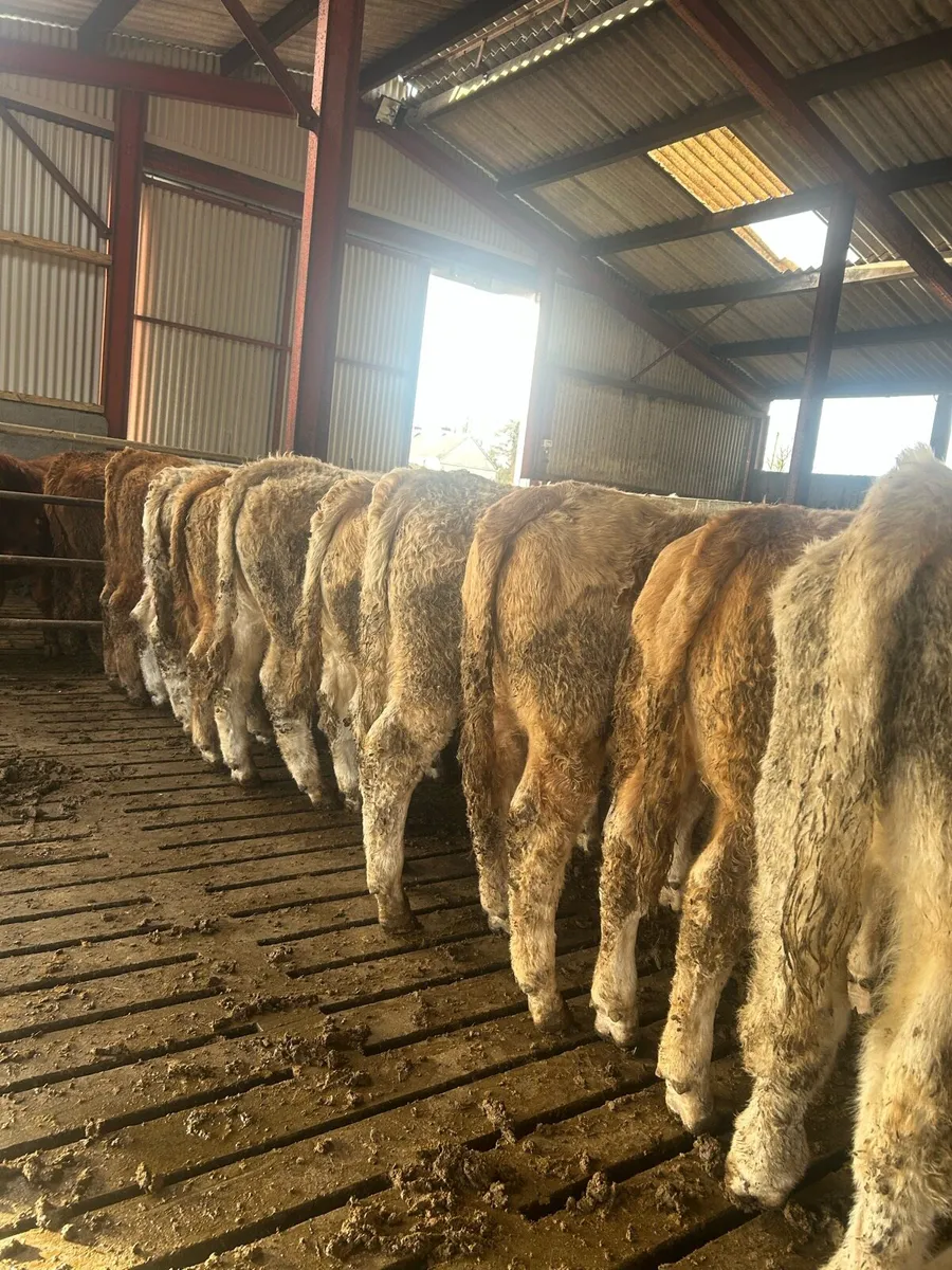 Top quality ch bulls for sale - Image 1