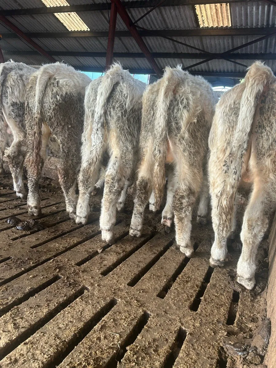 Top quality ch bulls for sale - Image 2