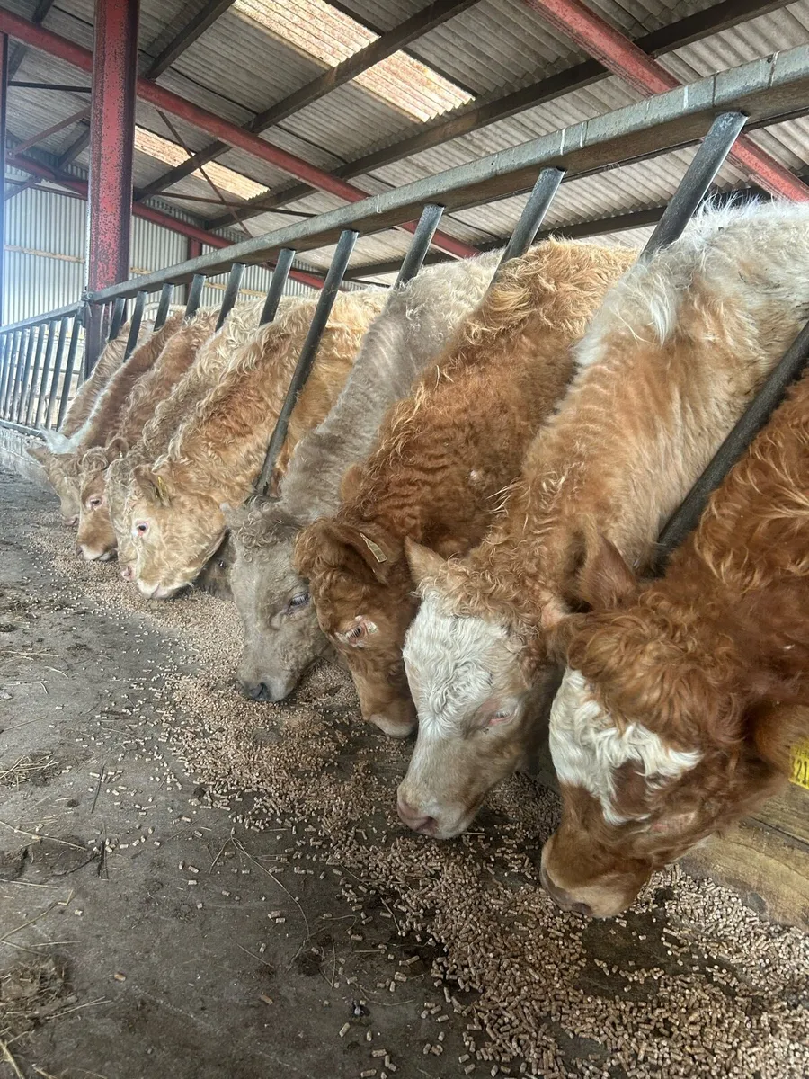 Top quality ch bulls for sale - Image 3