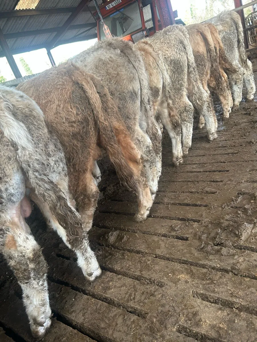 Top quality ch bulls for sale - Image 4