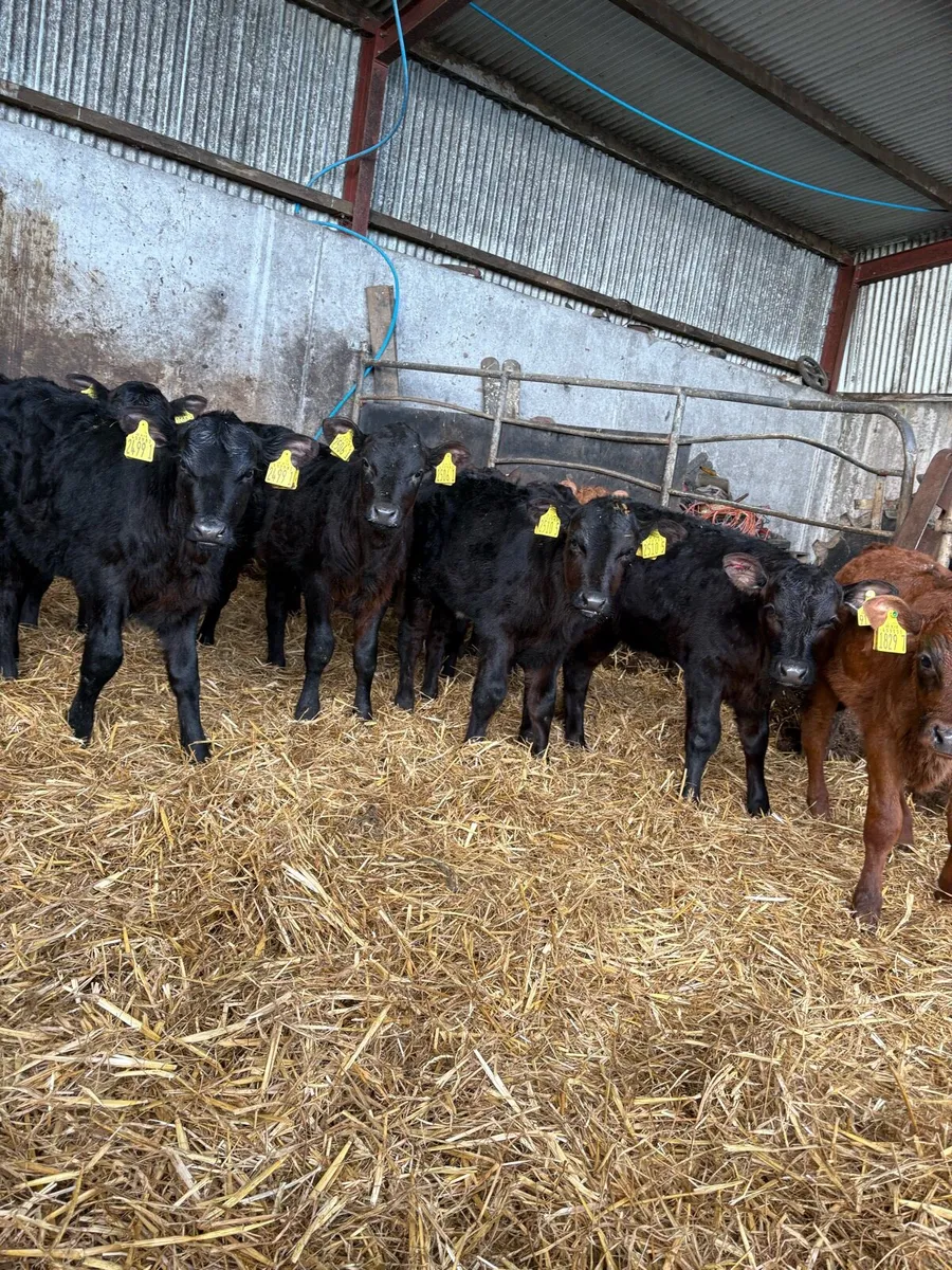 12 super AA heifers - Image 1