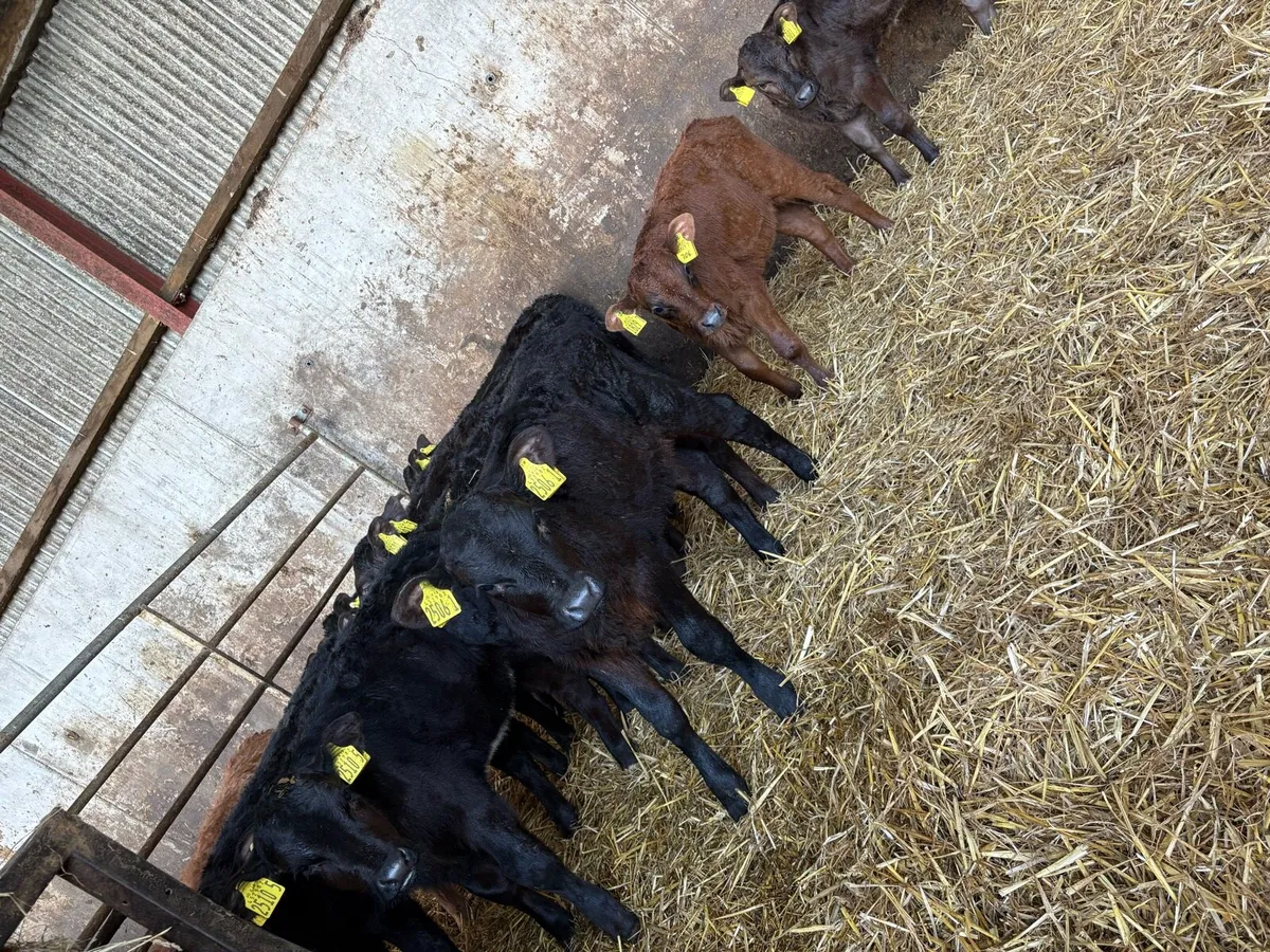 12 super AA heifers - Image 3