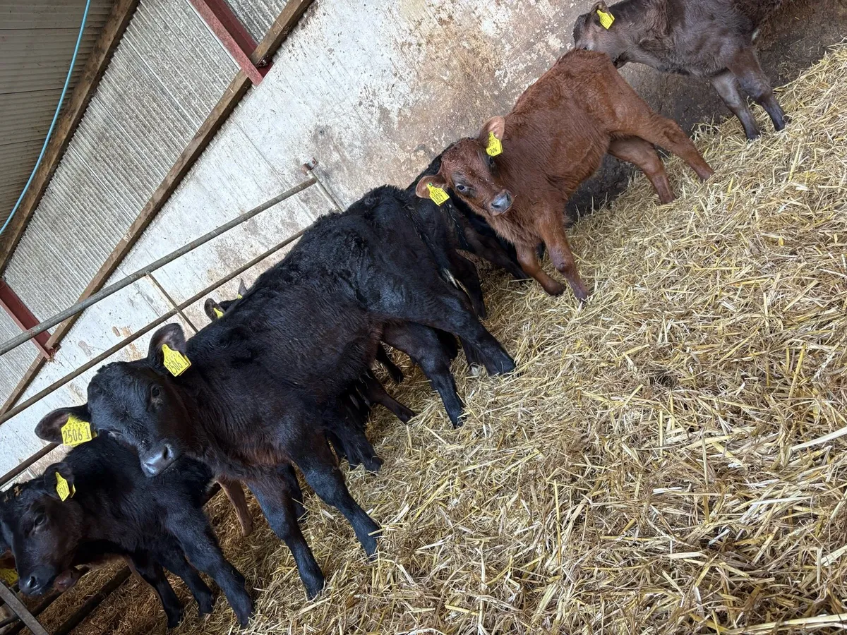 12 super AA heifers - Image 4