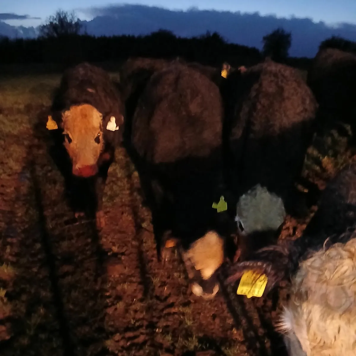 7 comrade Heifers - Image 2