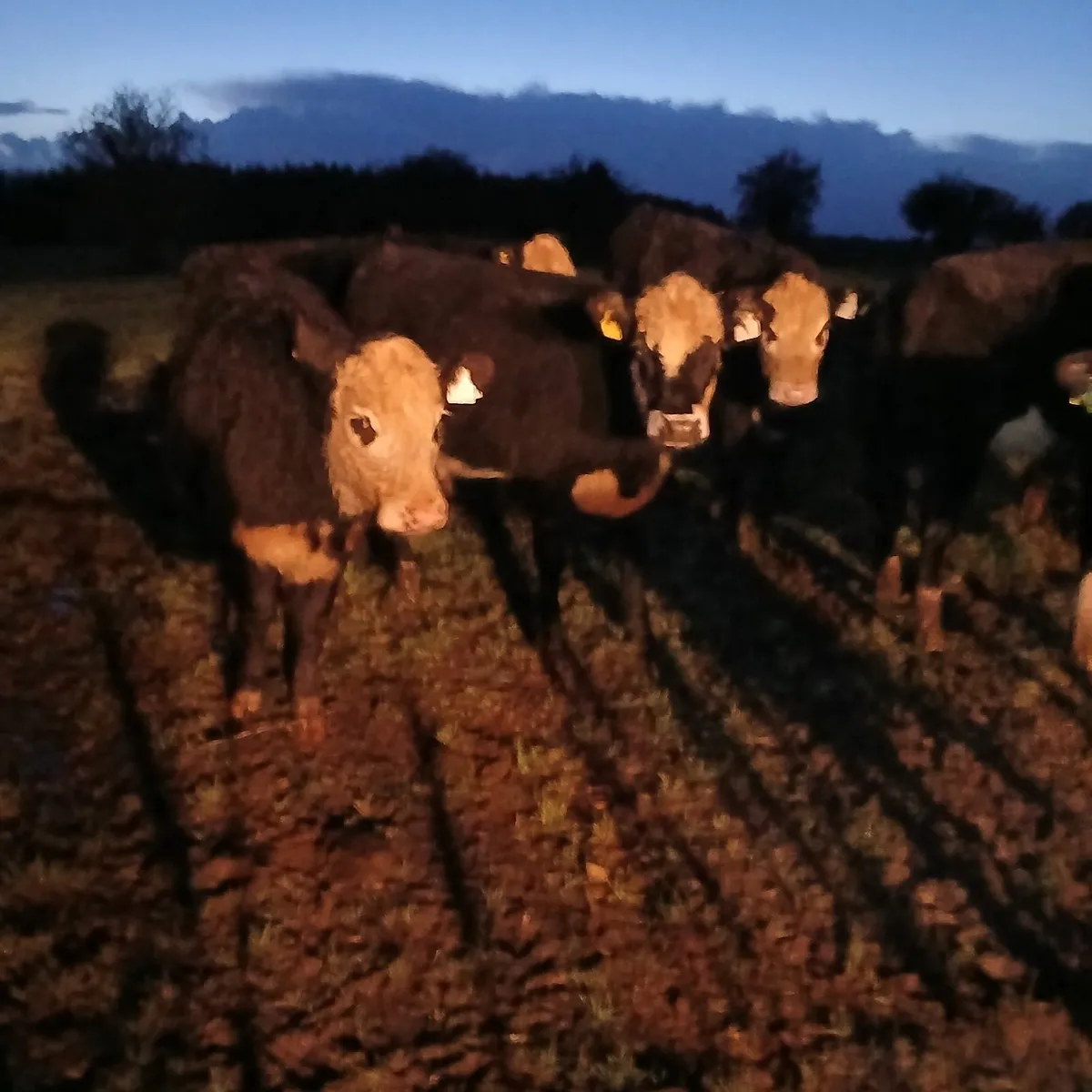 7 comrade Heifers - Image 3