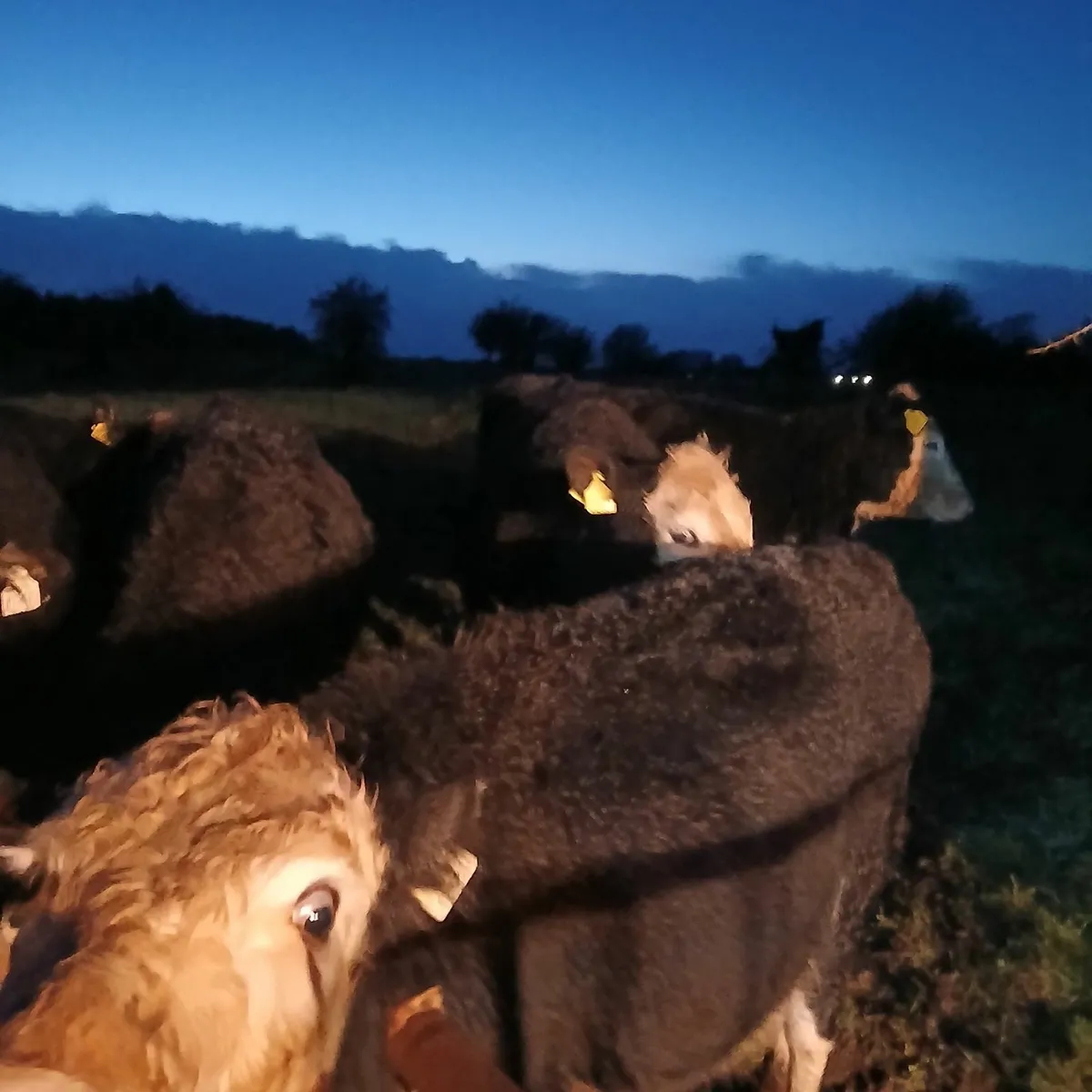 7 comrade Heifers - Image 4