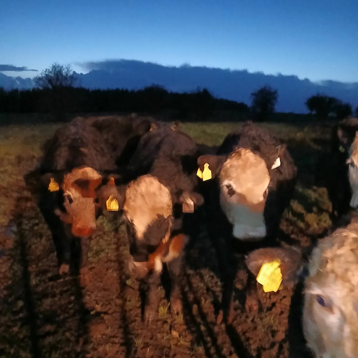 7 comrade Heifers - Image 1