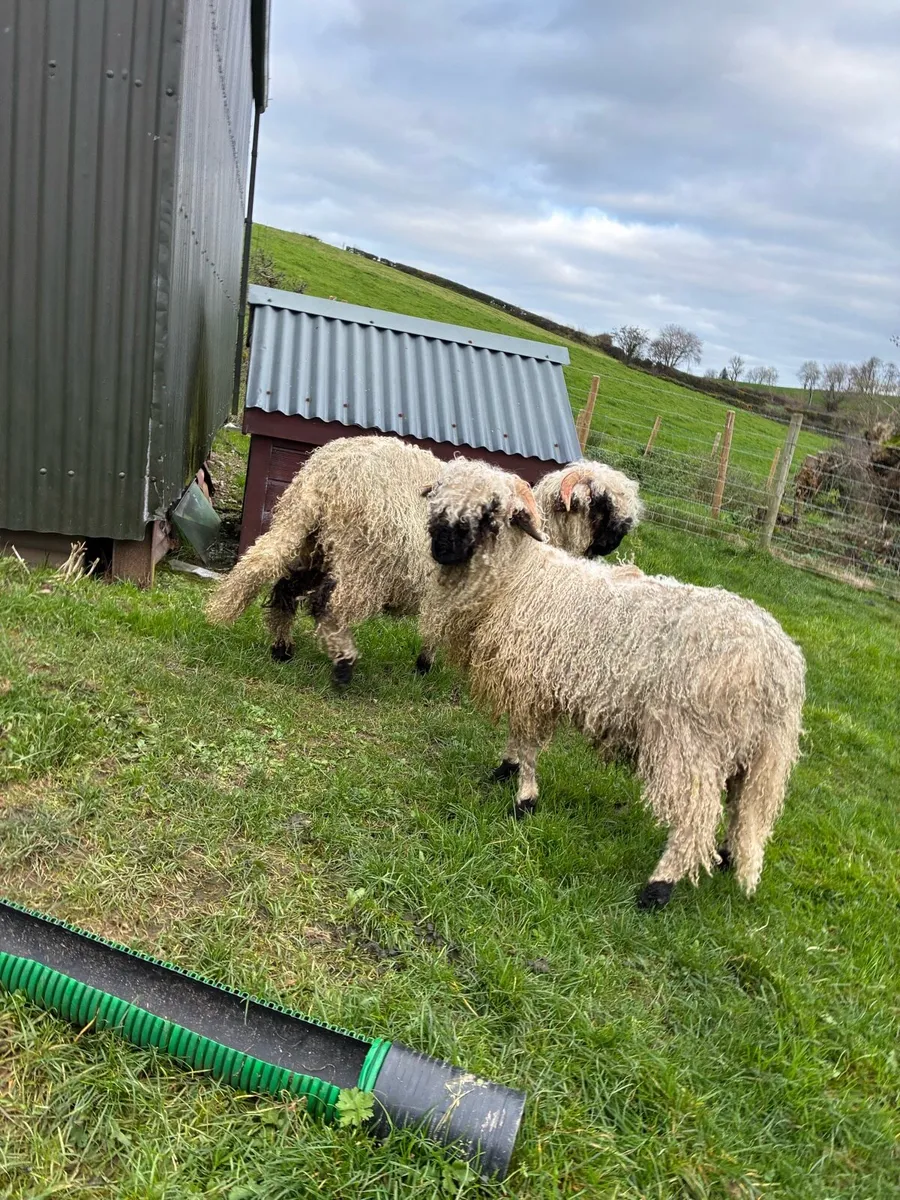 Valais Blacknose sheep - Image 3