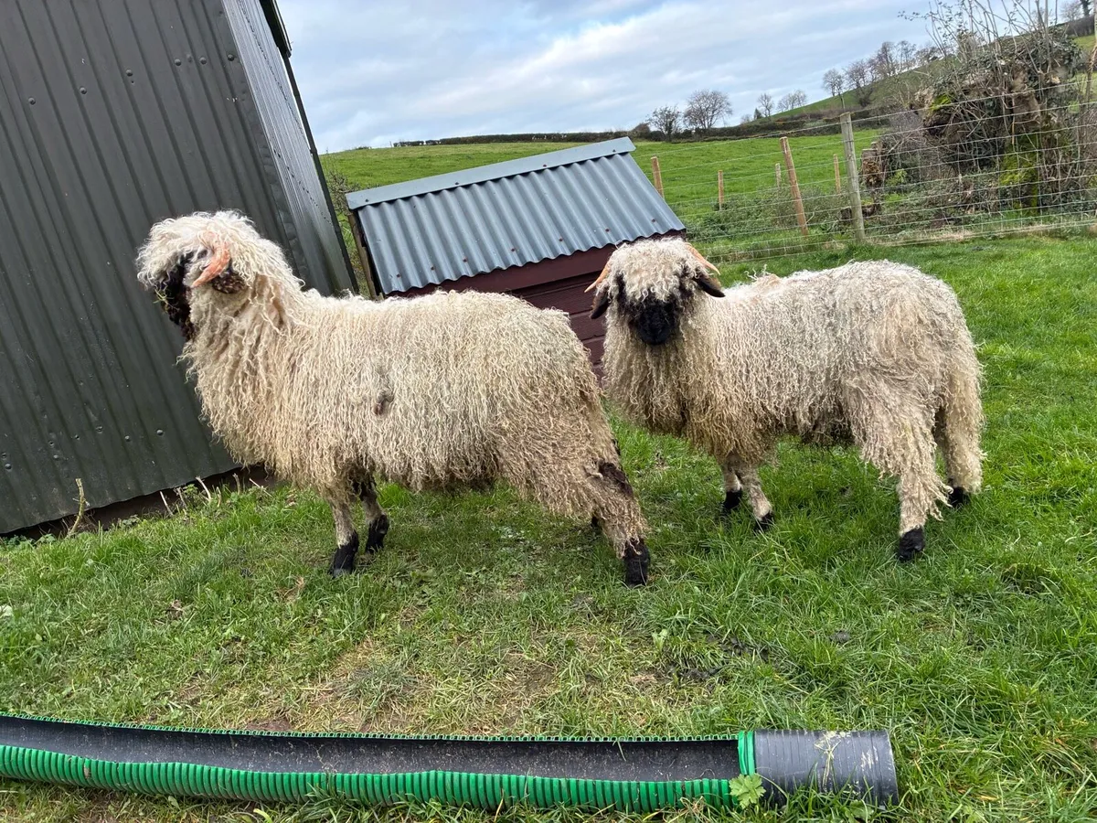 Valais Blacknose sheep - Image 4