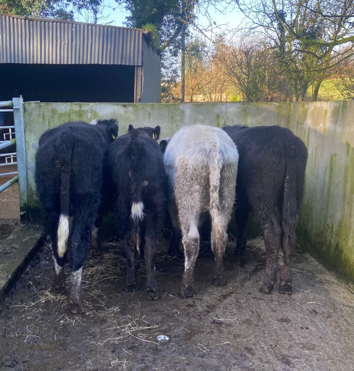 Four outlying bull weanlings - Image 2