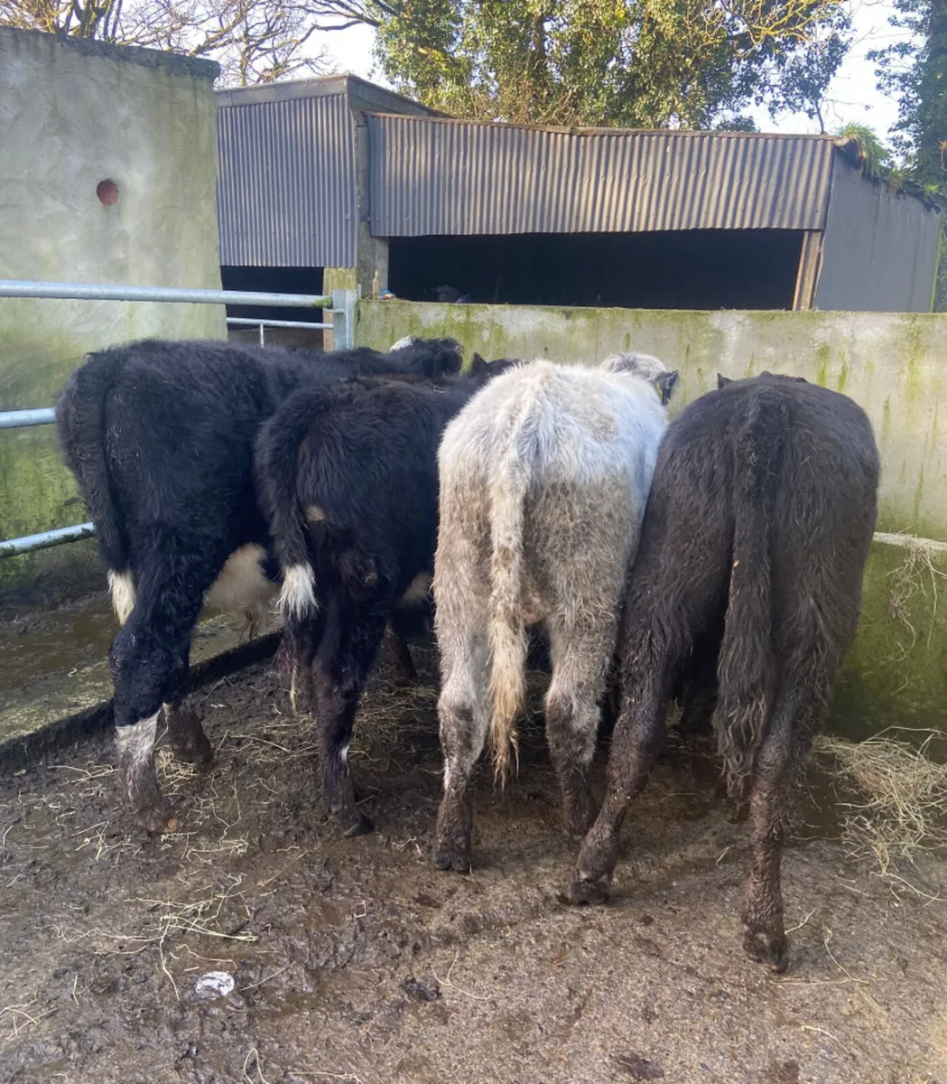 Four outlying bull weanlings - Image 3