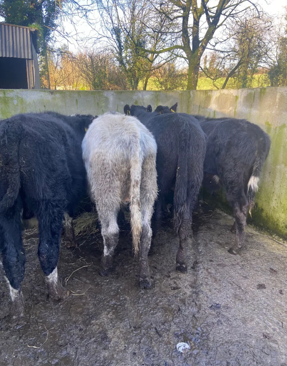 Four outlying bull weanlings - Image 4