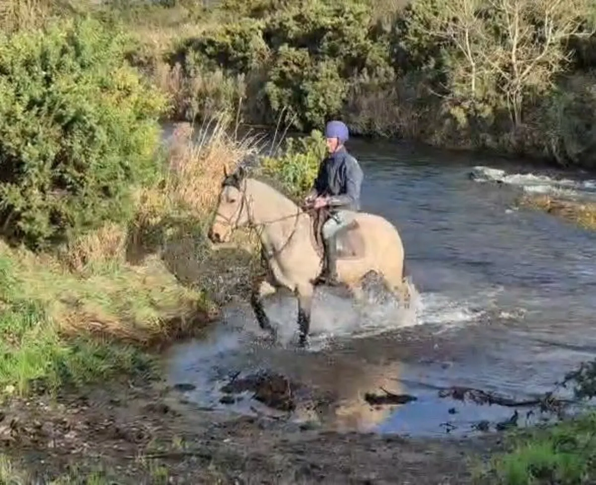 15.2hh Dun Gelding - Image 2