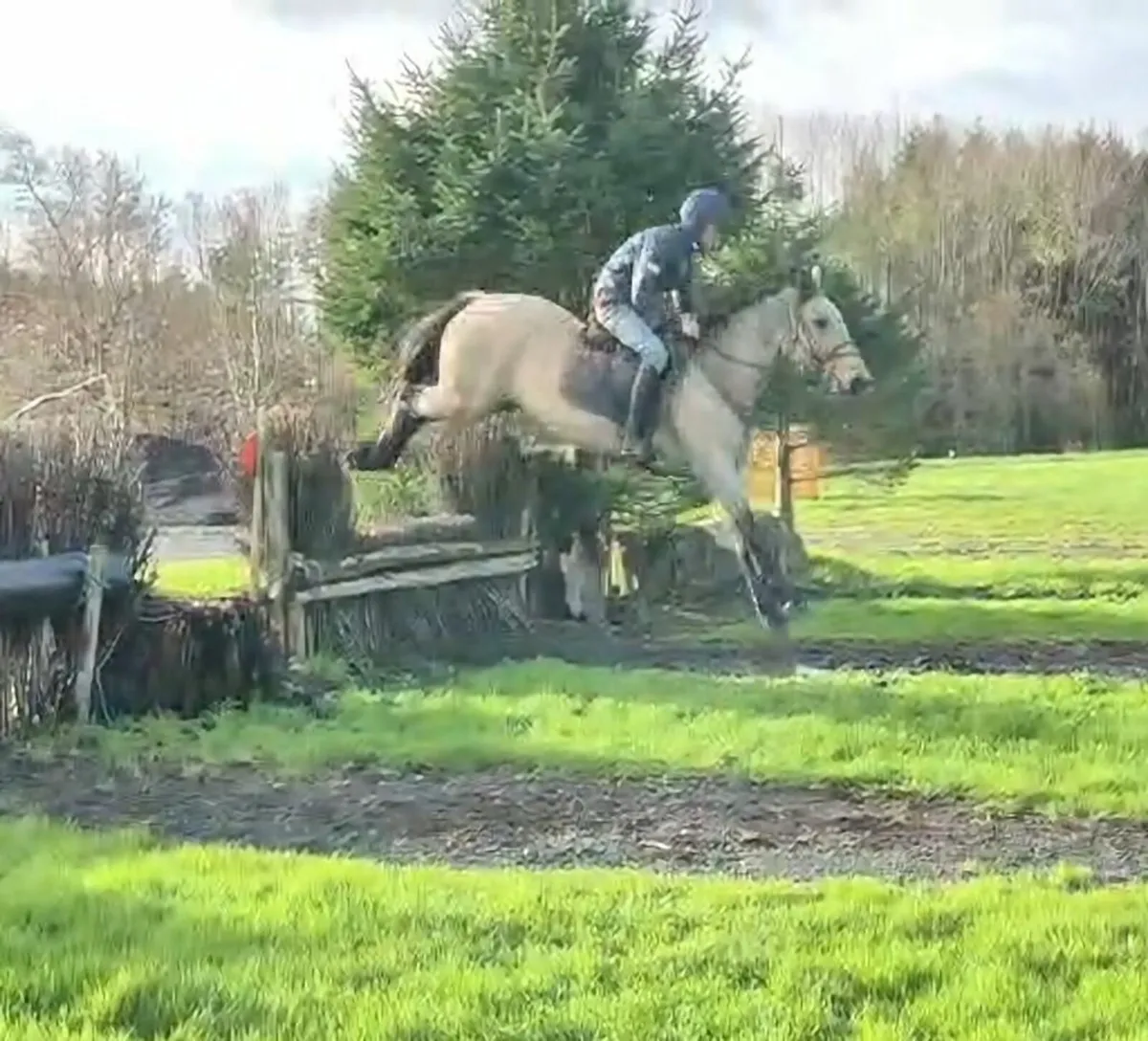 15.2hh Dun Gelding - Image 3