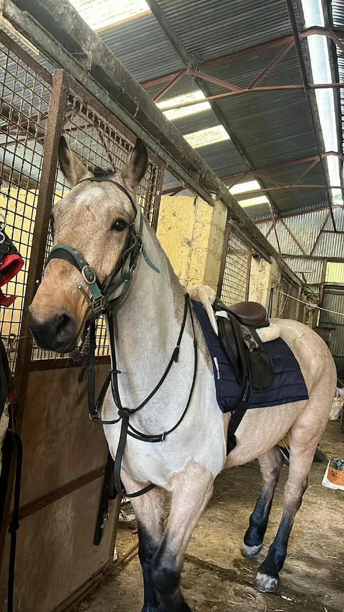 15.2hh Dun Gelding - Image 4