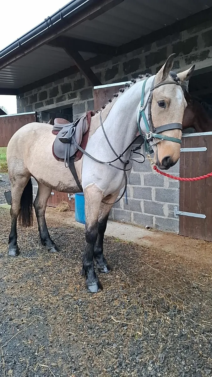 15.2hh Dun Gelding - Image 1