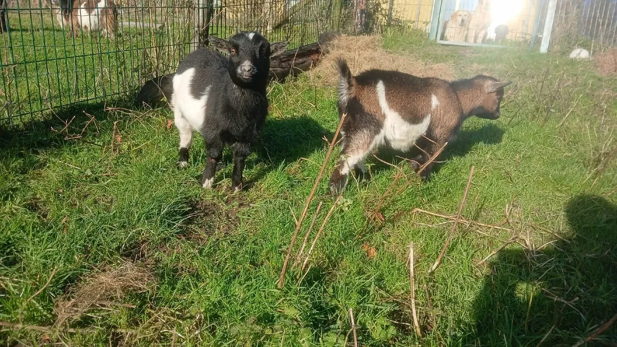 Pedigree Pygmy Kid Goats - Image 1