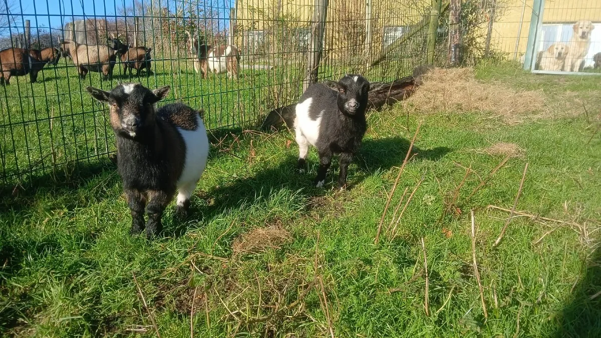Pedigree Pygmy Kid Goats - Image 2