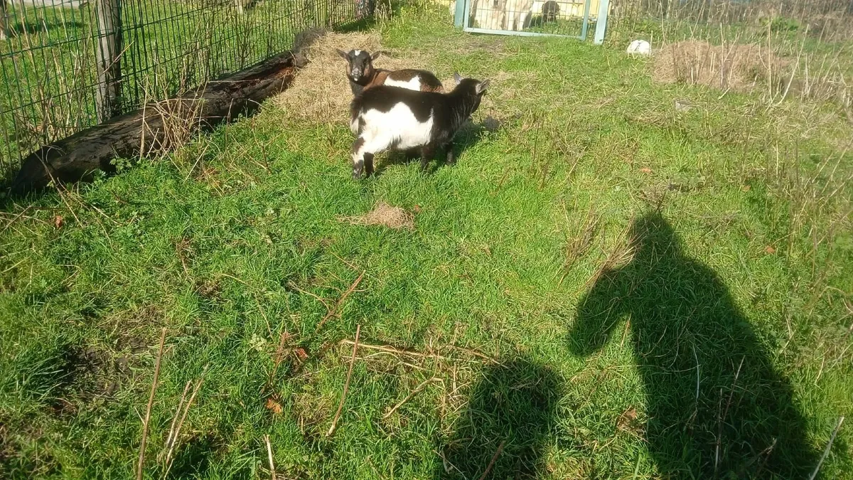 Pedigree Pygmy Kid Goats - Image 3