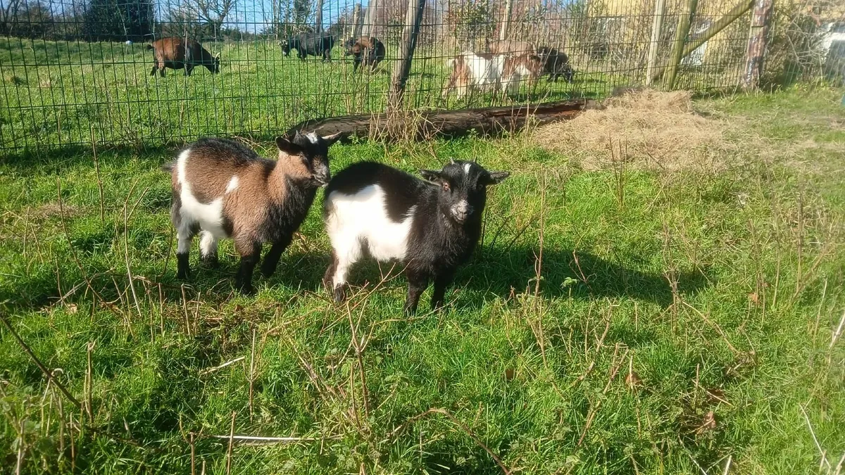 Pedigree Pygmy Kid Goats - Image 4
