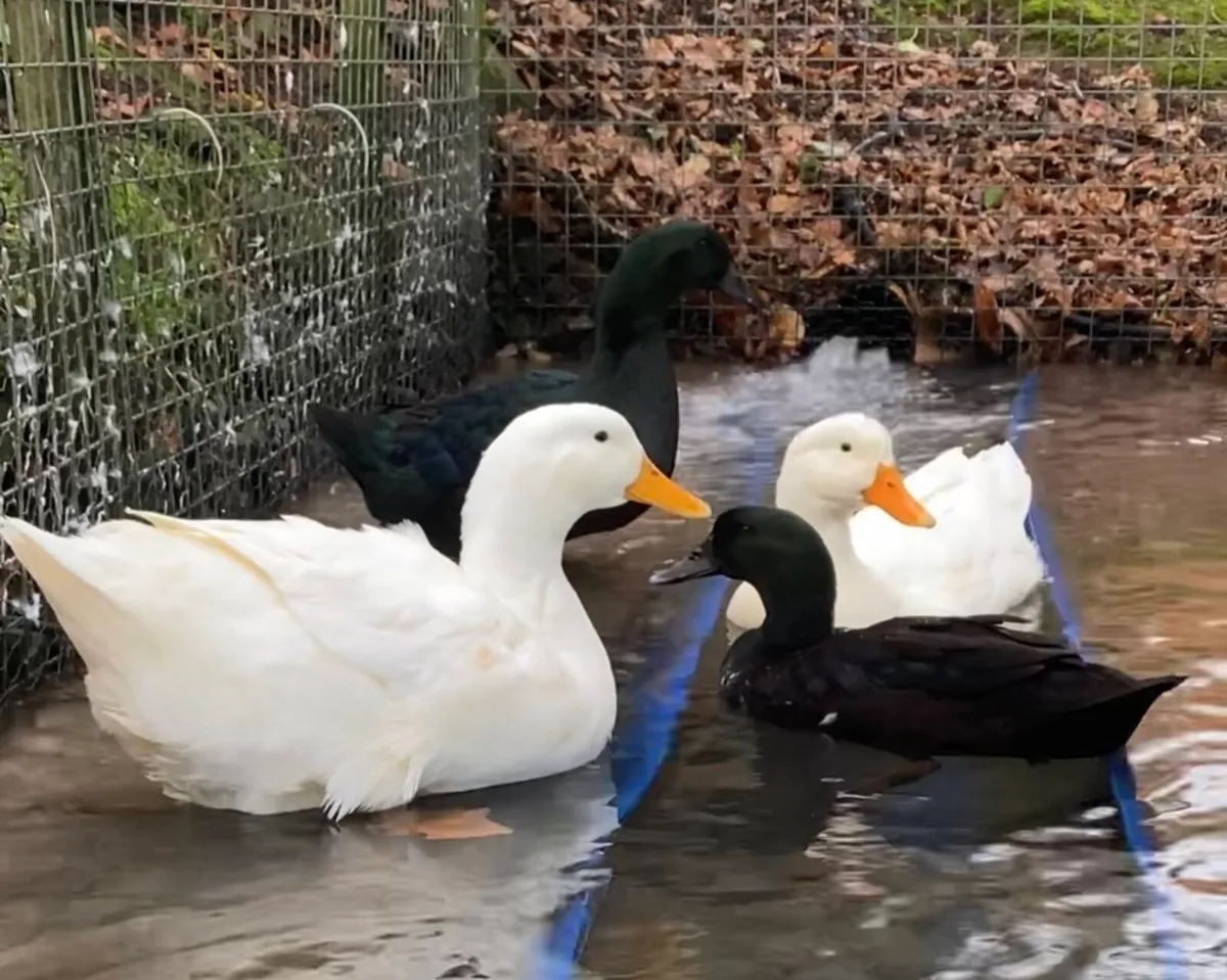 Ducks and hens - Image 1