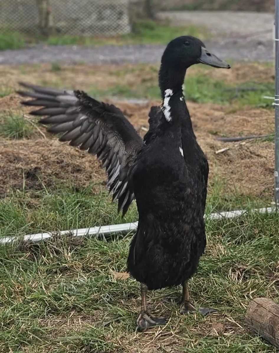 Ducks and hens - Image 2