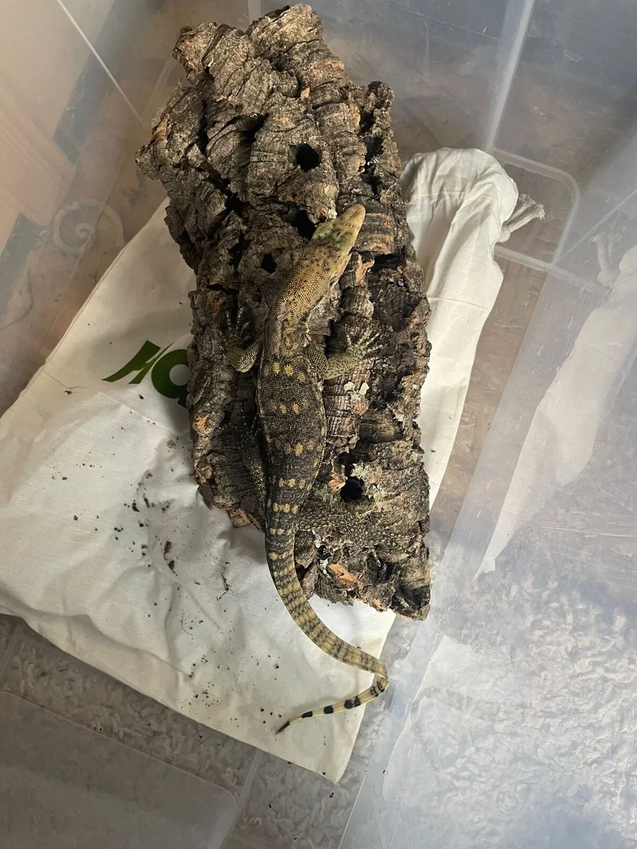 "Sulphur" Asian Water Monitor!!