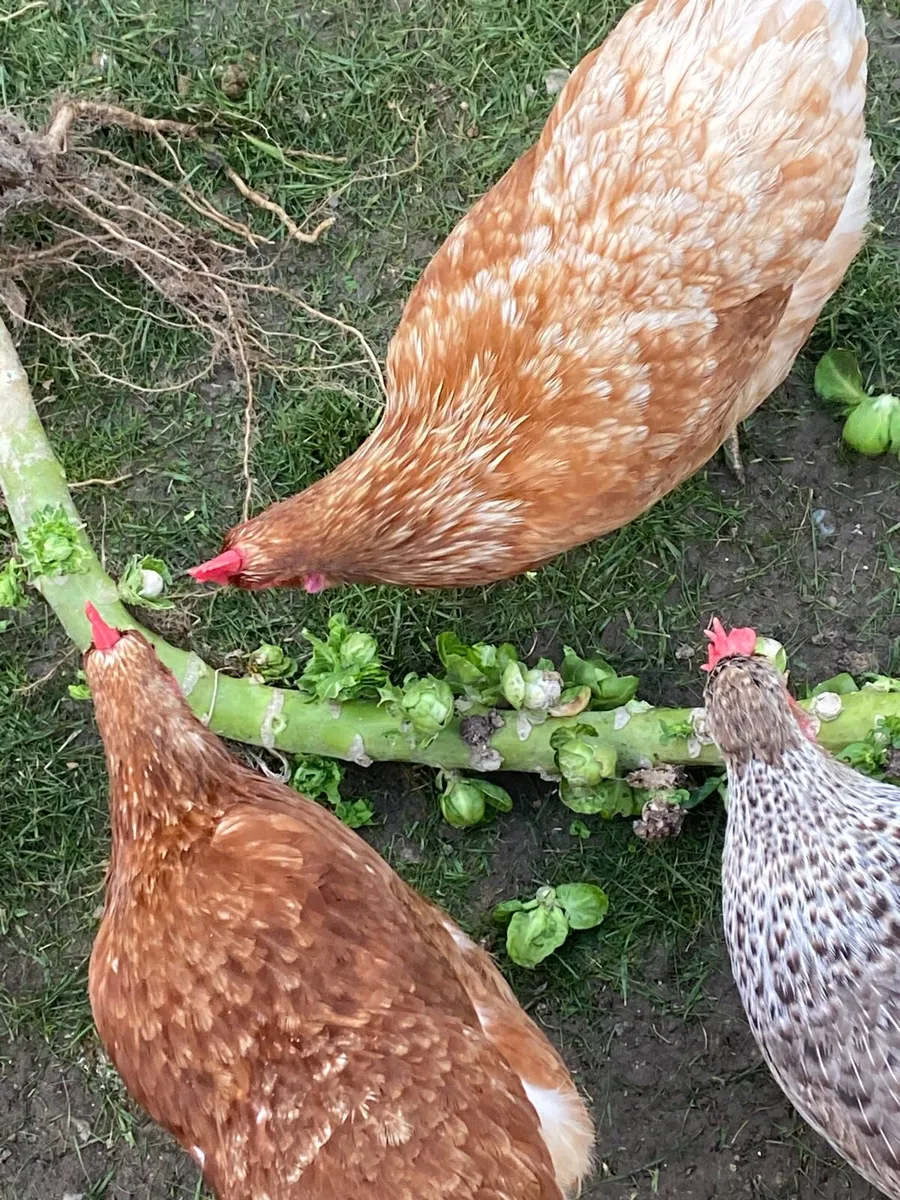 Ducks and hens - Image 3