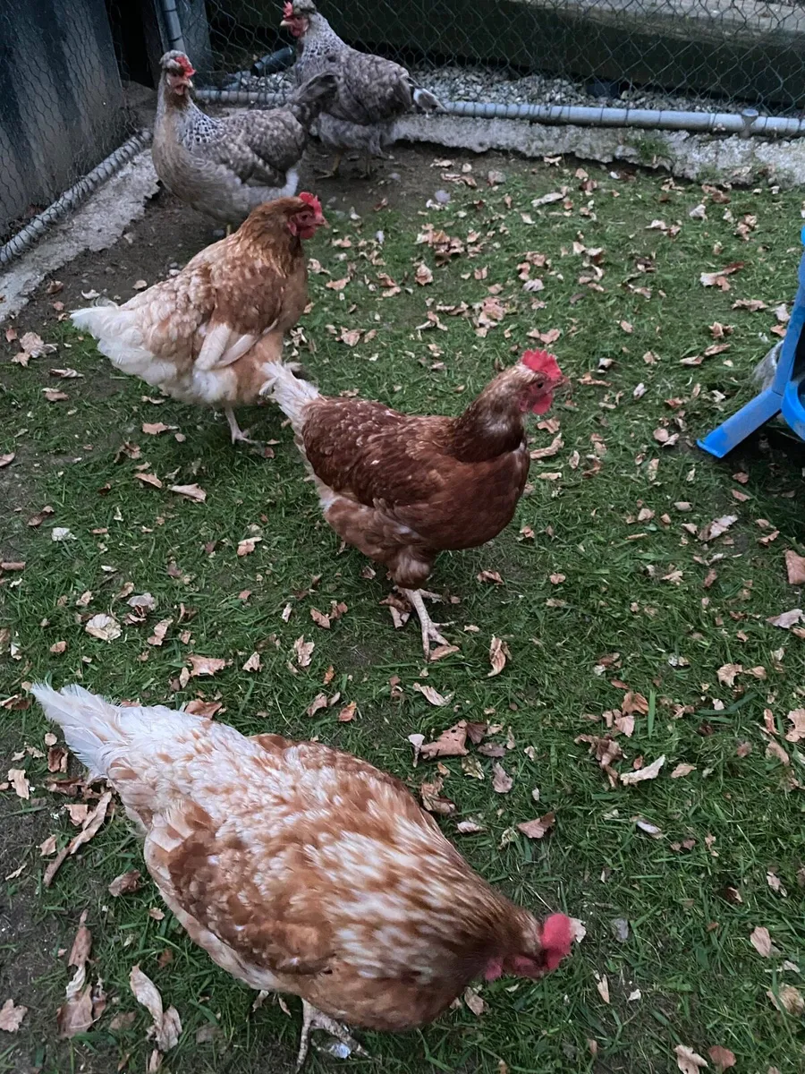 Ducks and hens - Image 4