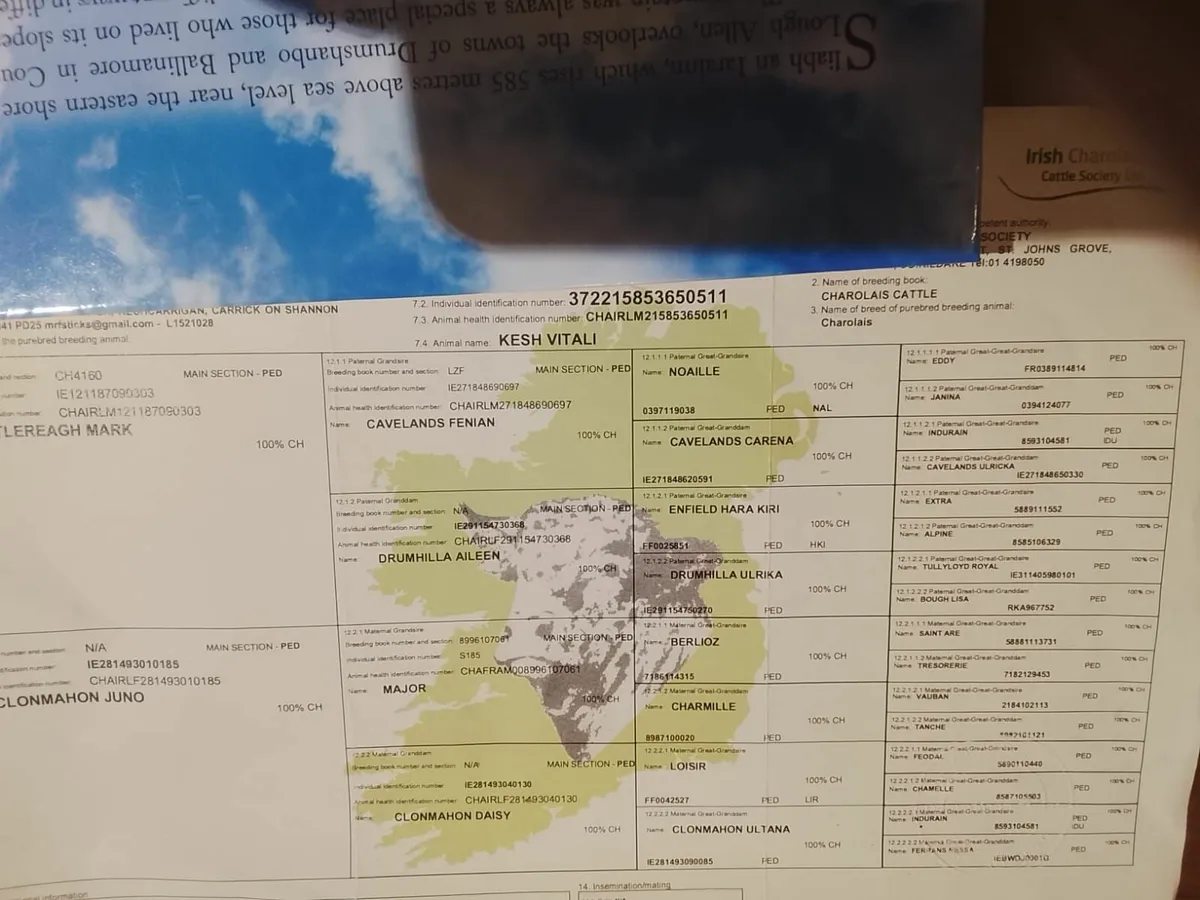 Charolais Bull - Image 2