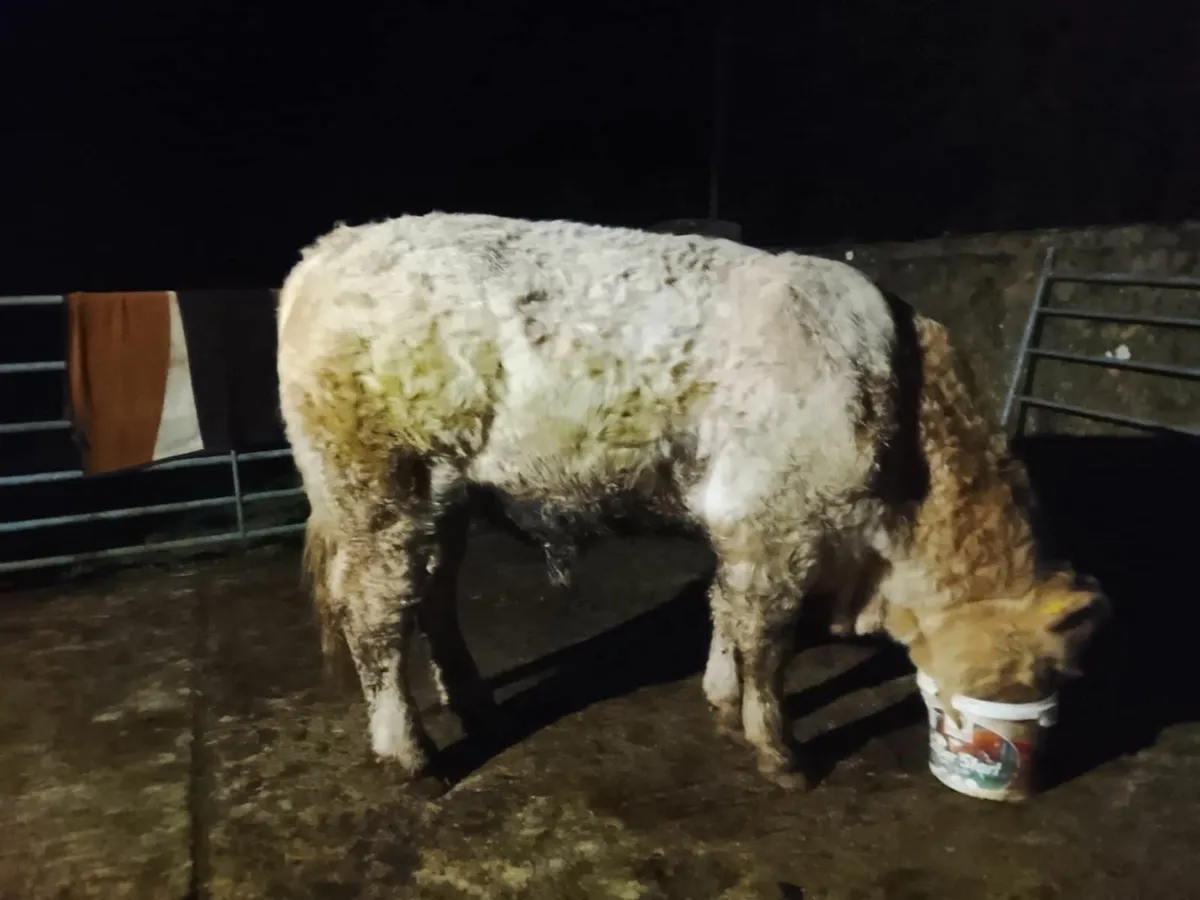 Charolais Bull - Image 3