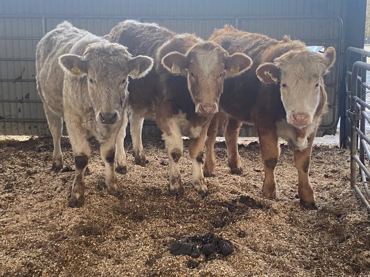 3 Super Weanling Heifers - Image 1