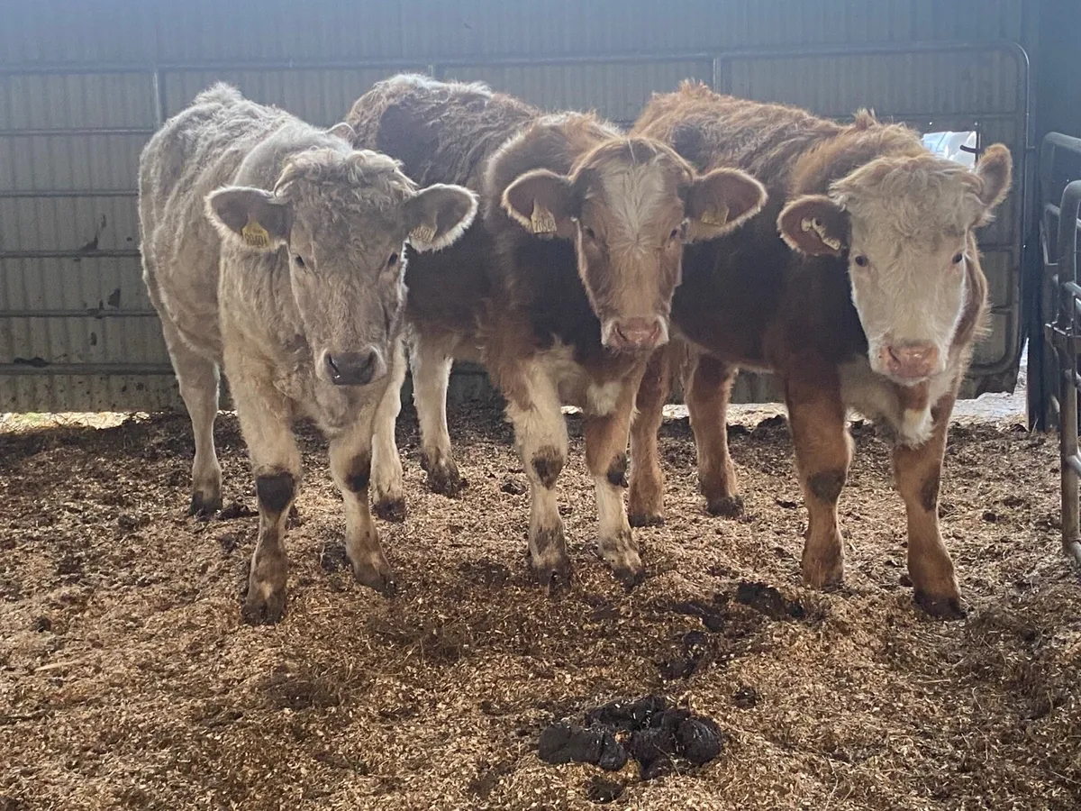 3 Super Weanling Heifers - Image 2