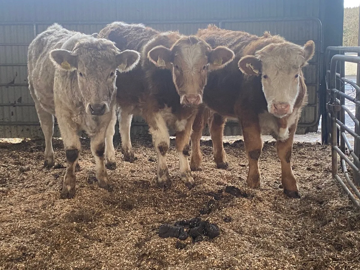 3 Super Weanling Heifers - Image 3