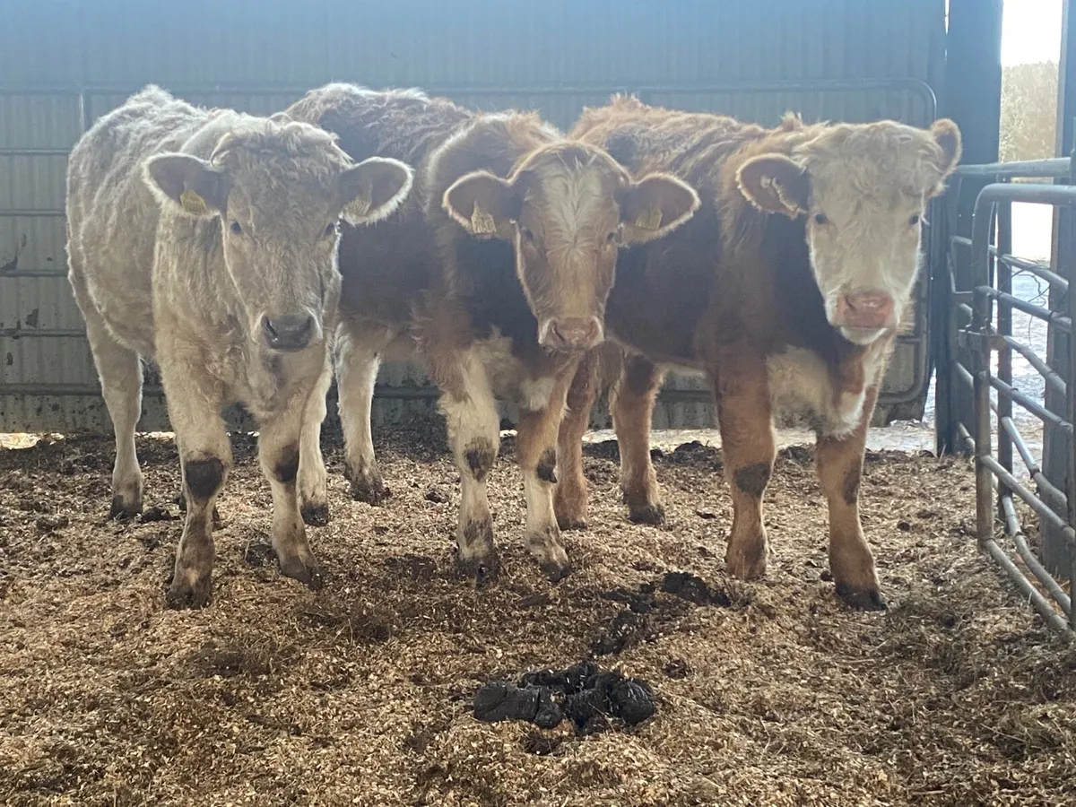 3 Super Weanling Heifers - Image 4