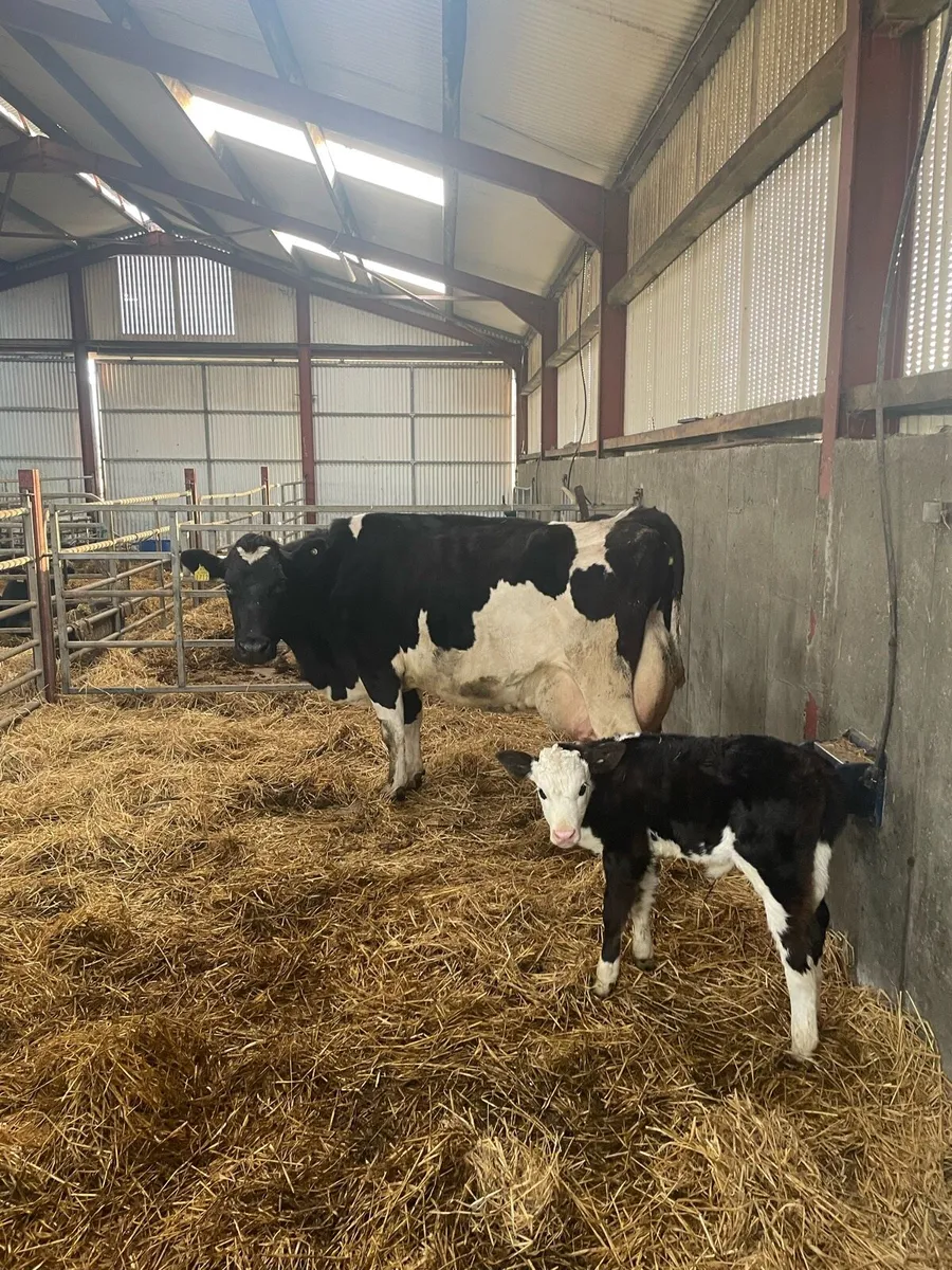 Cow and calf - Image 1