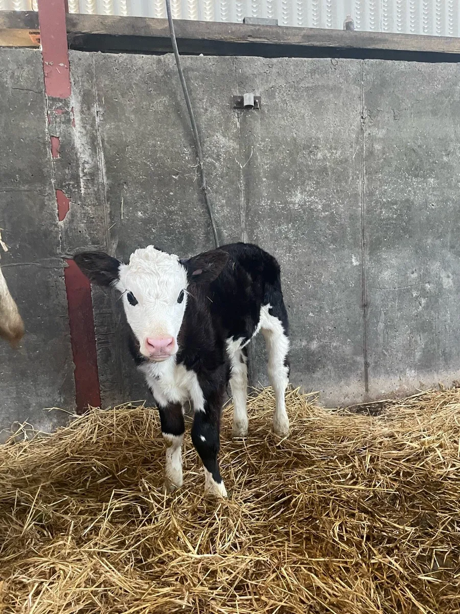 Cow and calf - Image 2