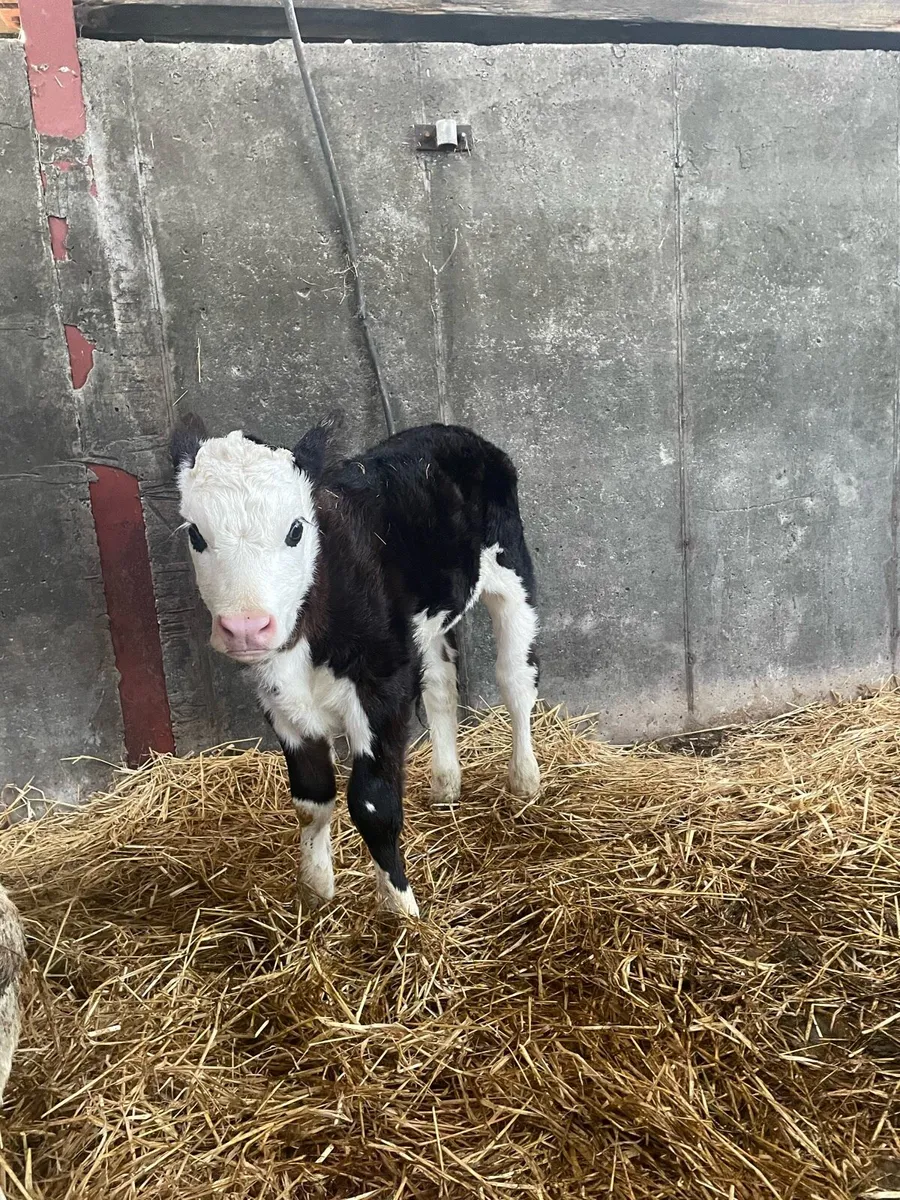 Cow and calf - Image 3