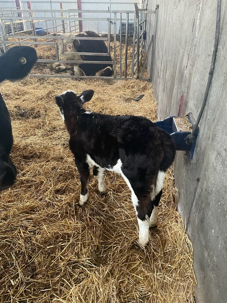 Cow and calf - Image 4