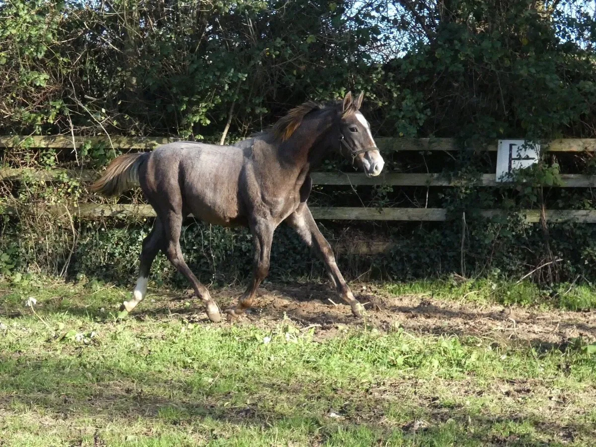 Colt foal by Clogheen Captain Jack - Image 1