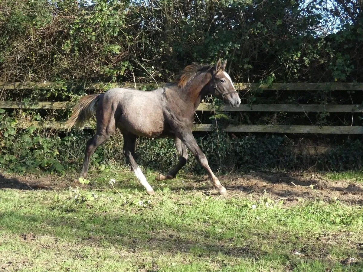 Colt foal by Clogheen Captain Jack - Image 2