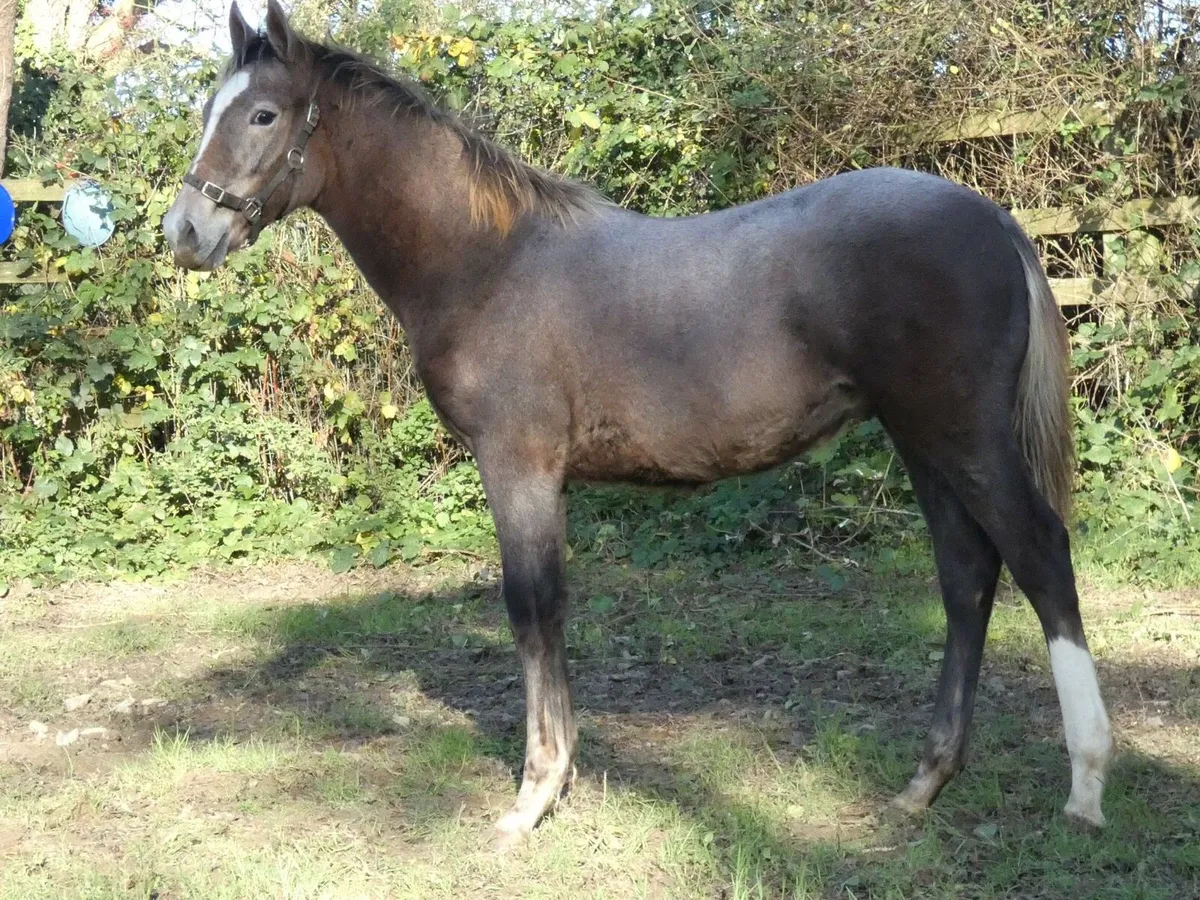 Colt foal by Clogheen Captain Jack - Image 3